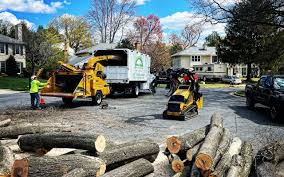 Best Arborist Consultation Services  in Muttontown, NY