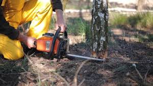 Best Stump Grinding and Removal  in Muttontown, NY