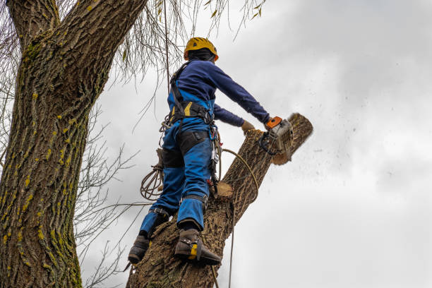 Best Leaf Removal  in Muttontown, NY