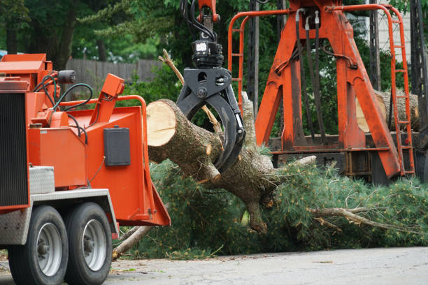 Best Hazardous Tree Removal  in Muttontown, NY