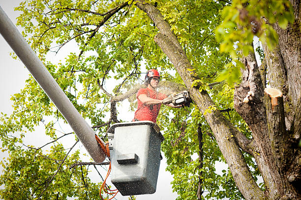 Best Hedge Trimming  in Muttontown, NY