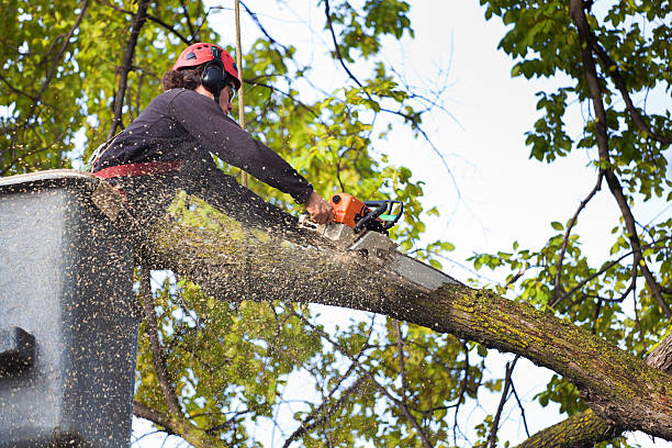 Best Palm Tree Trimming  in Muttontown, NY